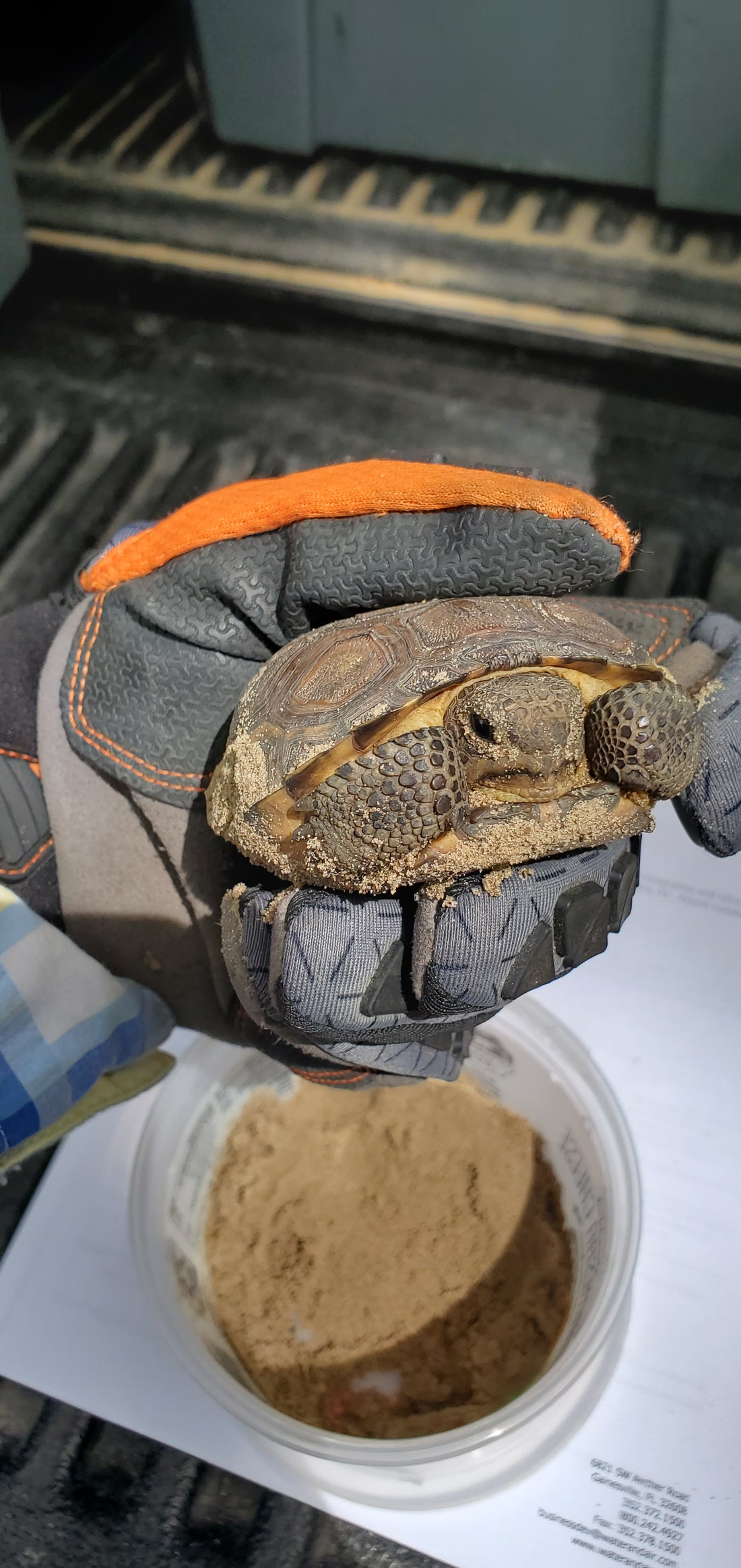 Gopher tortoise protection in Florida